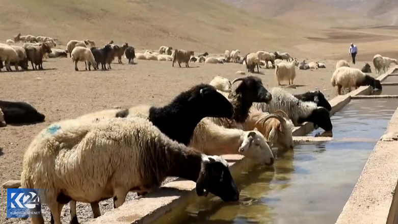 دامداران شمال کوردستان در دام خشکسالی